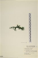 登錄號:A00001241藏品圖，第3張