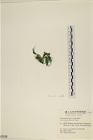登錄號:A00001242藏品圖，第3張