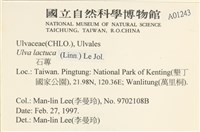 大石蓴, 石蓴藏品圖，第2張