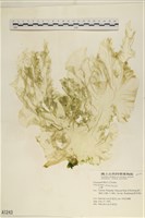 大石蓴, 石蓴藏品圖，第1張