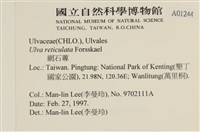 網石蓴藏品圖，第2張