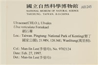 網石蓴藏品圖，第2張