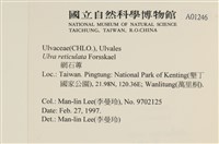 網石蓴藏品圖，第2張