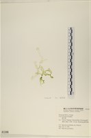 網石蓴藏品圖，第3張