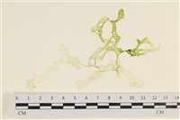 網石蓴藏品圖，第1張