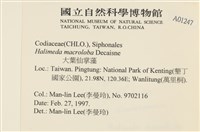大葉海仙人掌, 大葉仙掌藻藏品圖，第2張