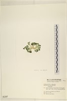 大葉海仙人掌, 大葉仙掌藻藏品圖，第3張