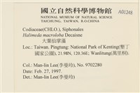 大葉海仙人掌, 大葉仙掌藻藏品圖，第2張