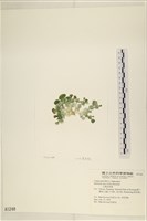 大葉海仙人掌, 大葉仙掌藻藏品圖，第3張