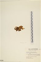 登錄號:A00001249藏品圖，第3張