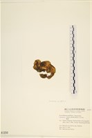 登錄號:A00001250藏品圖，第3張