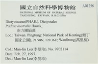 南方團扇藻藏品圖，第2張