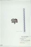 南方團扇藻藏品圖，第3張