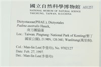 南方團扇藻藏品圖，第2張