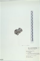 南方團扇藻藏品圖，第3張