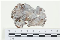 南方團扇藻藏品圖，第1張