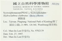 網胰藻藏品圖，第2張