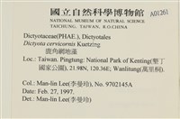 鹿角網地藻藏品圖，第2張