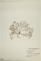 鹿角網地藻藏品圖，第3張