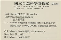 鹿角網地藻藏品圖，第2張
