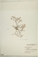 鹿角網地藻藏品圖，第3張
