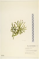 登錄號:A00001315藏品圖，第1張