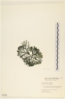 登錄號:A00001316藏品圖，第3張