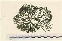 登錄號:A00001316藏品圖，第1張