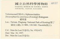 網球藻藏品圖，第2張