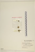 網球藻藏品圖，第3張