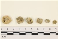 網球藻藏品圖，第1張