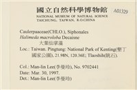 大葉海仙人掌, 大葉仙掌藻藏品圖，第2張