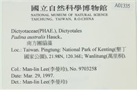 南方團扇藻藏品圖，第2張