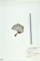 南方團扇藻藏品圖，第1張