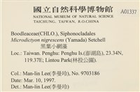 黑葉小網藻藏品圖，第2張