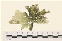 黑葉小網藻藏品圖，第1張