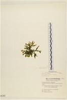 登錄號:A00001341藏品圖，第1張