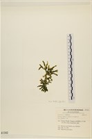 登錄號:A00001342藏品圖，第3張