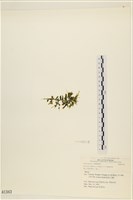 登錄號:A00001343藏品圖，第3張