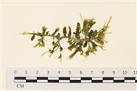 登錄號:A00001343藏品圖，第1張