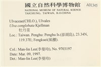 茶花石蓴, 牡丹菜藏品圖，第2張