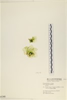 茶花石蓴, 牡丹菜藏品圖，第1張