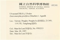 筋條石髮藏品圖，第2張