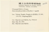 筋條石髮藏品圖，第2張