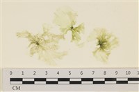 登錄號:A00001352藏品圖，第1張