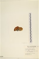 登錄號:A00001354藏品圖，第3張