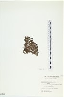 網胰藻藏品圖，第3張