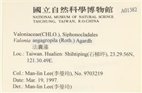 法囊藻藏品圖，第2張