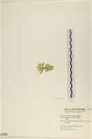 法囊藻藏品圖，第3張