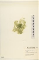 登錄號:A00001383藏品圖，第3張